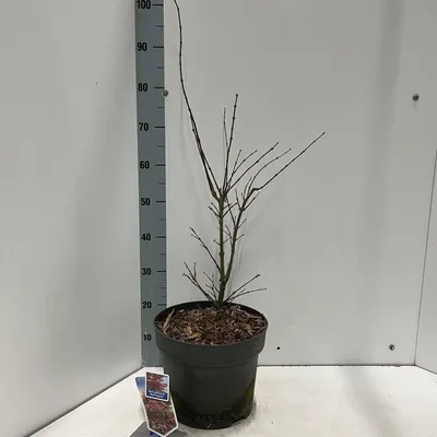 Obrázek produktu pro Acer pal. 'Red Pygmy' – javor vějířovitý | 80–100 cm v květináči