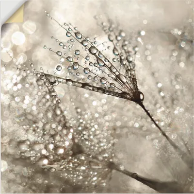 Produktbild von ARTland Wandbild, selbstklebend Pusteblume Tautropfen I Größe: 70x70 cm