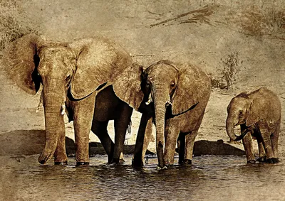Produktbild von hansepuzzle 85658 - Elefant Puzzle, 260 Teile, Natur, 41,0 x 28,0cm mit hochwertiger Aufbewahrung, Kartonbox und wiederverschließbarem Beutel
