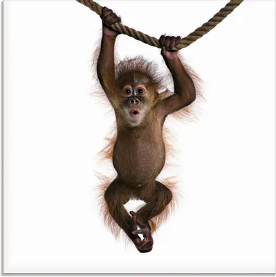 Produktbild von ARTland Glasbild Baby Orang Utan hängt an Seil II Größe: 30x30 cm