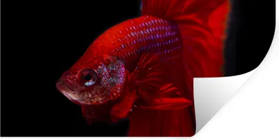 Produktbild von MuchoWow® Wandtattoo Wandsticker Wandaufkleber Fische - Tiere - Rot 120x60 cm Selbstklebend und Repositionierbar