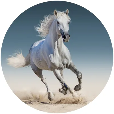Obrázok produktu pre Nálepka Foto Lepidlo Detské Round Horse Desert
