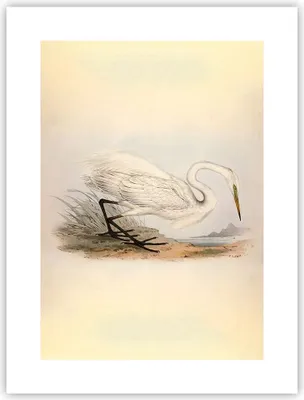 Produktbild von Poster - Poster ohne Rahmen - Vogel Weiß Reiher - 30x40 cm - Wand Bild - Wanddeko - Wandbilder - Kunstposter - Wandposter - Bilder - Kunstdruck - Wanddekoration - Wandbild - P2XPA30x40-4979