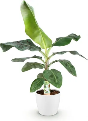Immagine prodotto di Musa acuminata "Dwarf Cavendish" – Pianta di banana verde, 70-75 cm, 21 cm – Pianta da appartamento