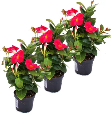 Produktbild von Dipladenia - Chilenischer Jasmin - 3 Pflanze - rosa blühend
