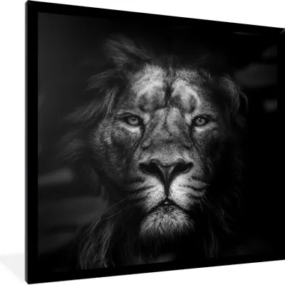 Produktbild von MuchoWow® Gerahmtes Poster Tiere - Löwe - Raubtier - Schwarz - Weiß 40x40 cm - Poster mit Schwarzem Bilderrahmen Wandposter Rahmen Foto Bilder - Mit Rahmen - Wanddekoration Schlafzimmer