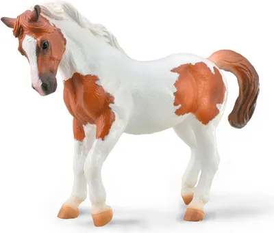 Image de Poney Pinto alezan de Chincoteague