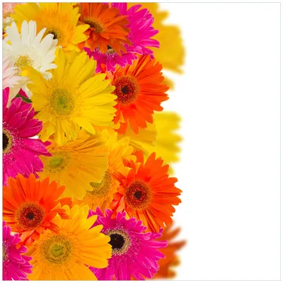 Produktbild von Wallario Möbeldesign -  Glasplatte, Schutzplatte mit Motiv - geeignet für Ikea Lack Tisch, Größe: 55 x 55 cm, Motiv: Bunte Gerberas - pinke, gelbe, rote und weiße Blüten