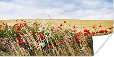 Produktbild von MuchoWow® Poster Wolken - Blumen - Rot 120x60 cm - Bild