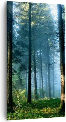 Produktbild von Bild auf Leinwand - Leinwandbild - Einteilig - Wald Dämmerung die Sonne - 55x100cm - Wand Bild - Wanddeko - Wandbilder - Leinwanddruck - Bilder - Wanddekoration - Leinwand bilder - PA55x100-4398
