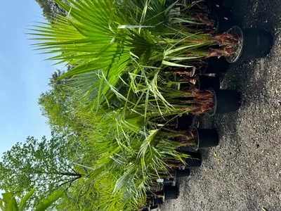 A row of potted palm trees lined up on a gravel surface, with trees and a blue sky in the background.