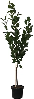 Produktbild von Achat (S) süßfruchtige Sauerkirsche Buschbaum kleinbleibend 100-125 cm im 3,5 Liter Topf