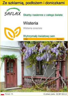 Zdjęcie produktu dla SAFLAX - Zestaw do uprawy - Wisteria - 4 Nasiona - Z mini szklarnią, podłożem uprawowym i 2 doniczkami - Wisteria sinensis