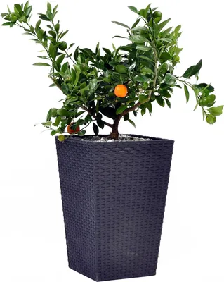 Image de Tuin Pflanzenpot de Curver