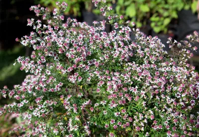 Zdjęcie produktu dla Aster "Prince", odmiana w doniczce - Aster lateriflorus, odmiana o rozłożystych kwiatach.
