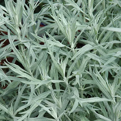 Produktbild von 6 x Silbriger Beifuß  - Artemisia ludoviciana 'Silver Queen'  | Topf 9cm x 9cm