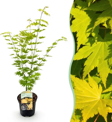 Produktbild von Terrassenpflanze - Japanischer Ahorn - Acer palmatum Jordan - Gelb - 1 Pflanze - Laubabwerfend - 60-70cm - Ø25cm - Gartenpflanze
