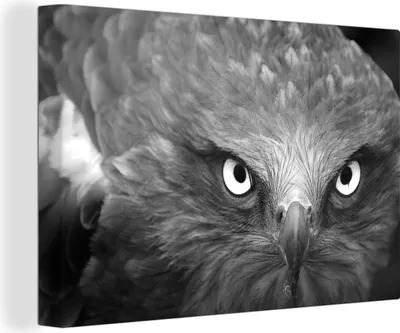 Obrázek produktu pro OneMillionCanvasses® - Obrazy na plátně - 140x90 cm, Orel - černá - bílá, nástěnné umění Vytisknout Nástěnná dekorace