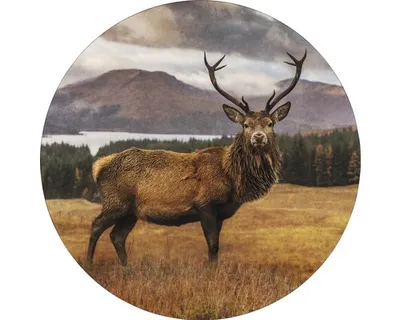 Produktbild von Glasbild Deer In A Field Ø 50 cm