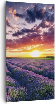 Produktbild von Bild auf Leinwand - Leinwandbild - Lavendel Berge Feld - 65x120cm - Wand Bild - Wanddeko - Leinwanddruck - Bilder - Kunstdruck - Wanddekoration - Leinwand bilder - Wandkunst - PA65x120-3816