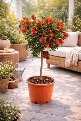 Produktbild von Karminroter Zylinderputzer Stämmchen ca. 100 cm – Callistemon Splendens Kübelpflanze, immergrün, exotische Blüten, winterhart bedingt