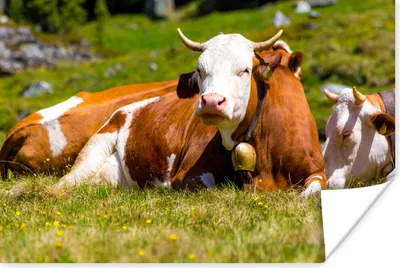Produktbild von MuchoWow® Poster Kühe - Blumen - Alpen 120x80 cm - Bilder