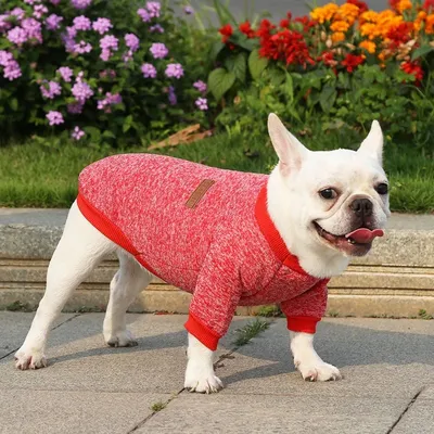 Image de Sweat-shirt Hunde - Rot M
