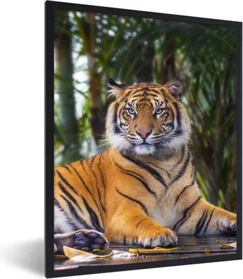 Produktbild von MuchoWow® Gerahmtes Poster Tiger - Tiere - Wald - Dschungel 60x80 cm - Poster mit Schwarzem Bilderrahmen Wandposter Rahmen Foto Bilder - Premium - Wanddeko Wohnzimmer