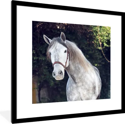Produktbild von MuchoWow® Gerahmtes Poster Pferd - Halfter - Natur 40x40 cm - Poster mit Schwarzem Bilderrahmen Wandposter Rahmen Foto Bilder - Poster - Plakat im Rahmen