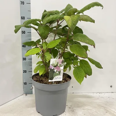 Immagine prodotto di Hydrangea aspera 'Macrophylla' - Ortensia | 40-60 cm in vaso