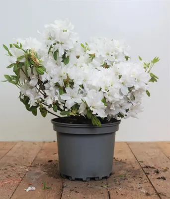 Produktbild von Rhododendron obt. 'Kermesina Alba', weiß, 15–20 cm