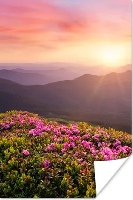 Produktbild von MuchoWow® Poster Blumen - Berg - Sonnenuntergang - Landschaft 60x90 cm - Wanddekoration