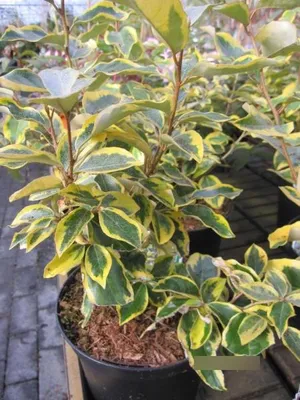 Produktbild von Ölweide Gilt Edge - Elaeagnus ebbingei - 30-40cm