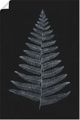 Produktbild von ARTland Poster Botanica Minimalistica Größe: 20x30 cm