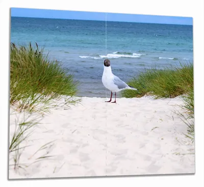 Produktbild von Wallario Herdabdeckplatte aus Glas, Größe 60 x 52 cm 2-teilig, Motiv Möwe auf der Düne