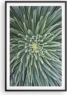 Produktbild von Gerahmtes Poster - Schwarzer Rahmen - Agave Grün Pflanze - 61x91,5 cm - Wand Bild - Wanddeko - Wandbilder - Kunstposter - Wandposter - Bilderrahmen - Bilder - Kunstdruck - P2BPA61x91-4905