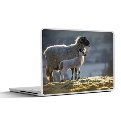 Produktbild von MuchoWow® Laptop Aufkleber Sticker Cover Schaf - Lamm - Sonne 30x22 cm - Laptop-Sticker