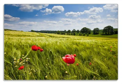 Produktbild von Wallario Frühstücksbrettchen aus Glas 20 x 30 cm mit rutschfesten Füßen, Motiv Mohnblumenwiese auf grüner Wiese unter blauem Himmel