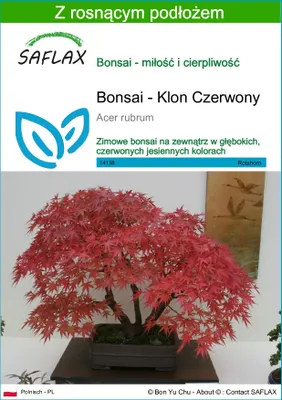 Zdjęcie produktu dla SAFLAX - Bonsai - Klon Czerwony - 20 Nasiona - Z podłożem uprawowym wolnym od zarazków - Acer rubrum