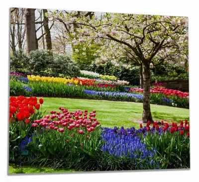 Produktbild von Wallario Herdabdeckplatte aus Glas, Größe 60 x 52 cm 1-teilig, Motiv Bunte Blumen und Kirsch-Baum im Park blühen im Frühling