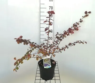 Immagine prodotto di Berberis ott. 'Superba' - Berberitze 40-50 cm Contenitore