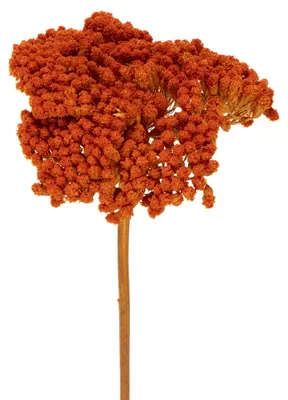 Produktbild von Trockenblumen Deko Schafgarbe Achillea für kreative Arrangements