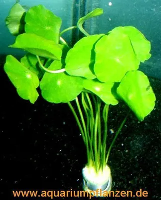 Produktbild von 1 Bund Hydrocotyle verticillata, Hutpilzpflanze