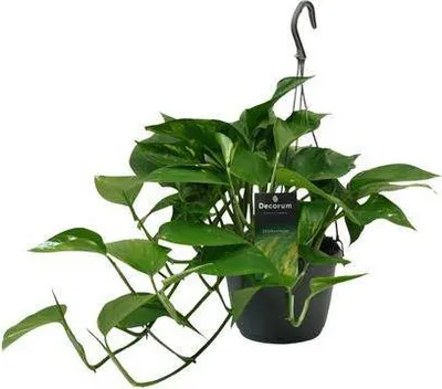 Immagine prodotto di Efea (Epipremnum scindapsus) Ø15 cm ↕45 cm - Pianta rampicante purificatrice dell'aria