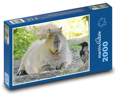 Obrázok produktu pre martinpuzzle – Puzzle 2000 – Kapybara