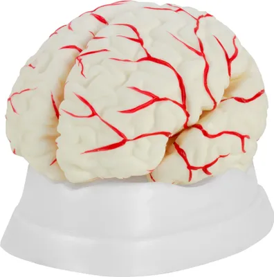 Produktbild von Anatomie Modell Gehirn Hirn Schädel Menschen Anatomiemodell lebensgroß menschlicher Körper Anatomisches Menschliches Gehirnmodell menschliche Modelle MedMod