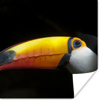 Produktbild von MuchoWow® Poster Tukan - Vogel - Schnabel 50x50 cm - Wohnzimmerdekoration