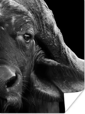 Produktbild von MuchoWow® Poster Büffel - Tiere - Schwarz - Weiß 120x160 cm - Wandbilder