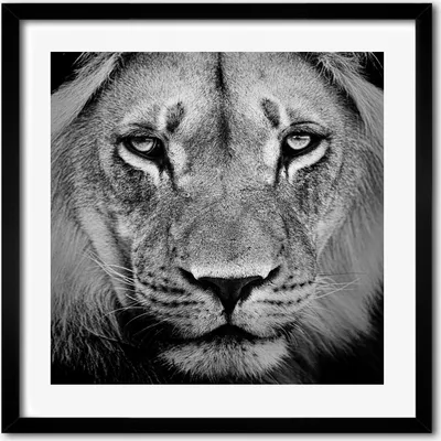 Produktbild von Bild - 50 cm x 50 cm - MDF - Rahmen, Wandkunst - Löwe