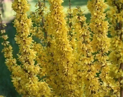 Produktbild von Forsythia int. 'Mikador'® ('minfor6') - Goldglšckchen 50- 60 cm Container